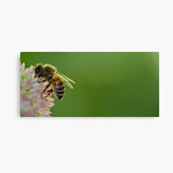 Just Bee Canvas Print