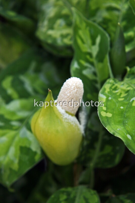 \u0026quot;Aglaonema pictum \u002639;Tricolor\u002639;\u0026quot; Posters by Kenric A. Prescott  Redbubble