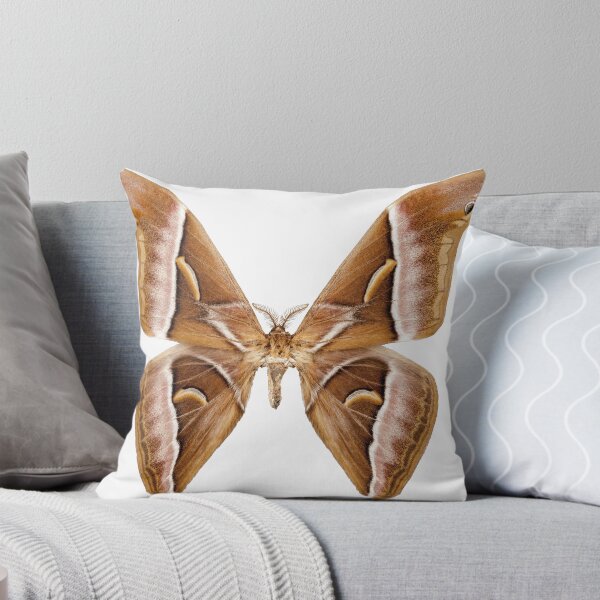 Item preview, Butterfly moth species Samia kohlii designed and sold by paulrommer.