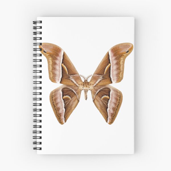 Item preview, Butterfly moth species Samia kohlii designed and sold by paulrommer.