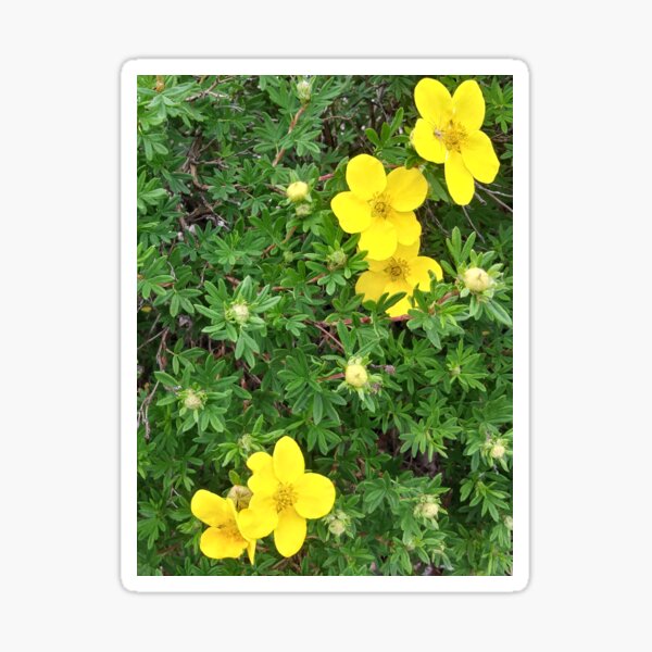 Yellow Flowers & Buds Sticker