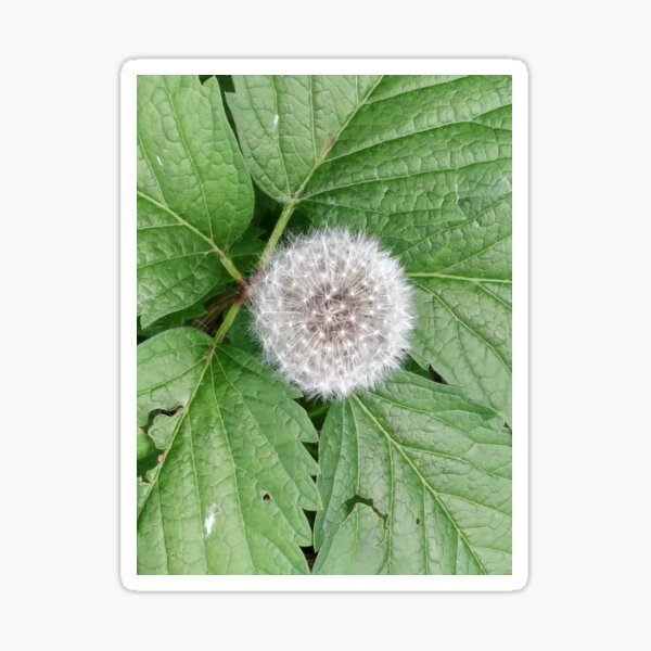 Blow and make a wish Sticker