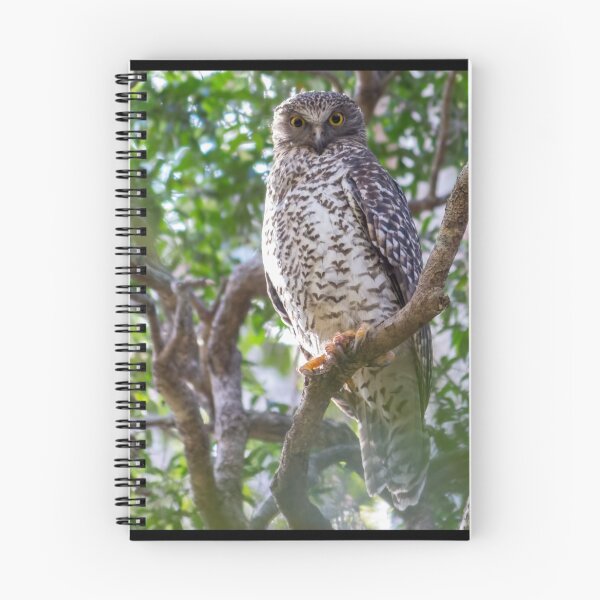 Aperçu de l'œuvre Powerful Owl créée et vendue par Teale Britstra.