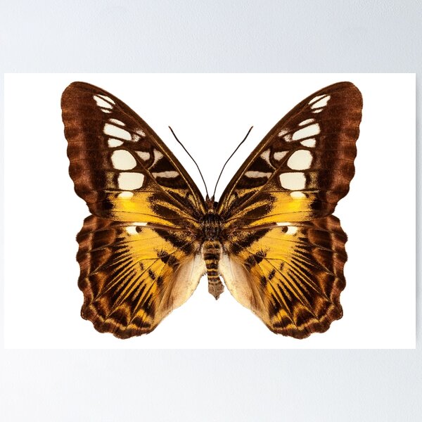 Item preview, Butterfly species Parthenos sylvia "Clipper butterfly" designed and sold by paulrommer.