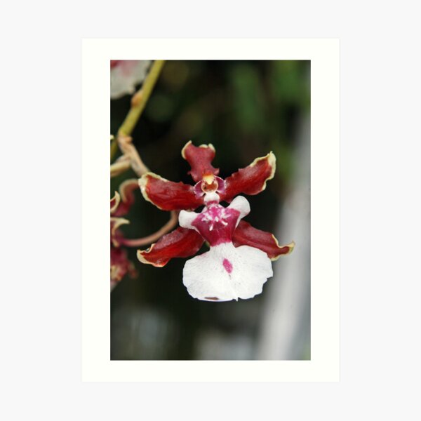Oncidium Sharry Baby, sweet fragrance, orchidaceae Art Print
