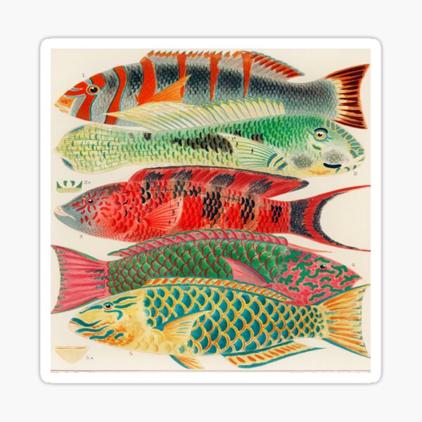 Item preview, Great Barrier Reef Fish designed and sold by Maggiedolly.