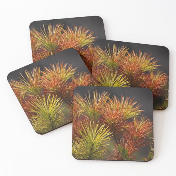 Item preview, Fir in Spring, Mer Bleue, National Capital Greenbelt, Ontario designed and sold by Yannik Hay.