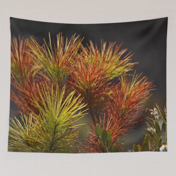 Item preview, Fir in Spring, Mer Bleue, National Capital Greenbelt, Ontario designed and sold by Yannik Hay.
