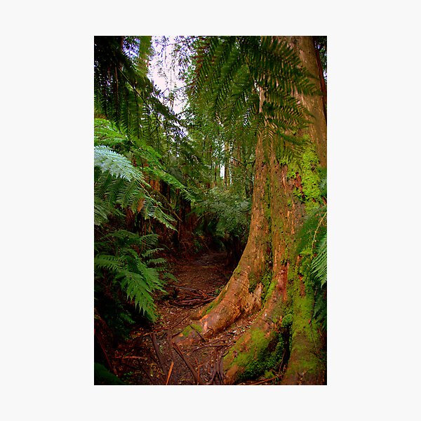 Item preview, Walking trail designed and sold by Gavin Poh.