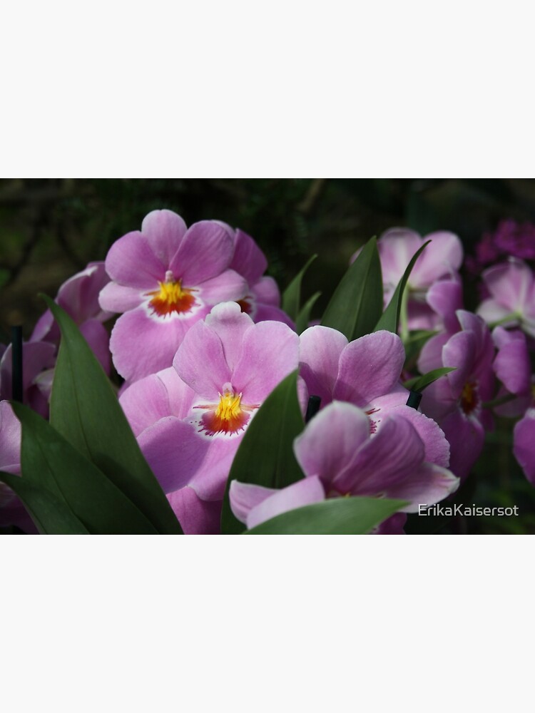 Tropical Flowers Orchids by ErikaKaisersot