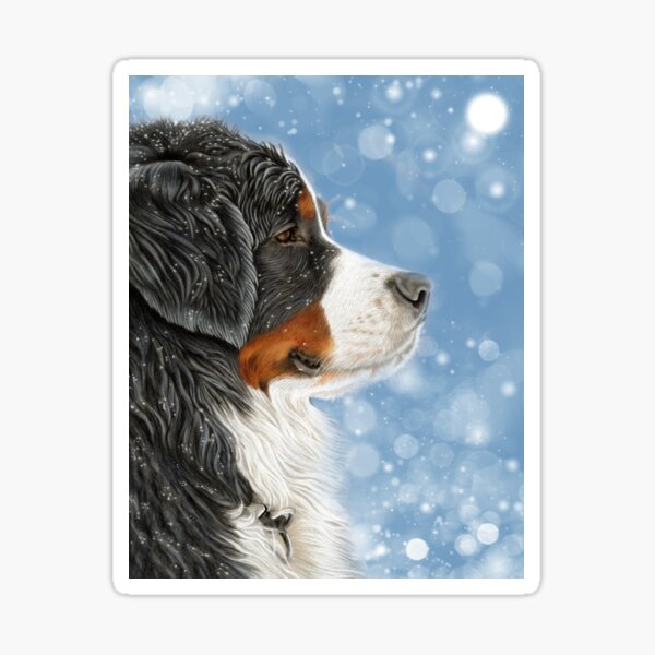 Bernese Mountain Dog - Let it Snow - Frosty Blue Sticker
