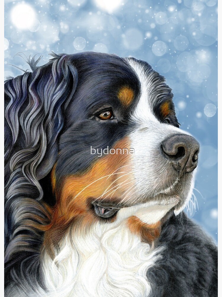 blue mountain bernese