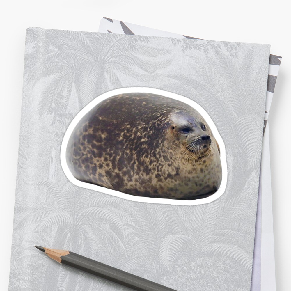 fat chubby seal