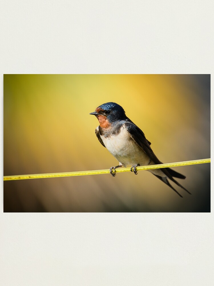 Impression Photo Hirondelle Rustique Perchee Sur Une Corde A Linge Par Andyjones Redbubble