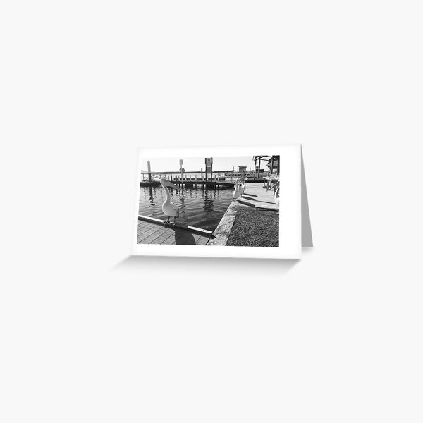 Item preview, Pelicans Mallacoota Lake in flood designed and sold by Colin Dixon.