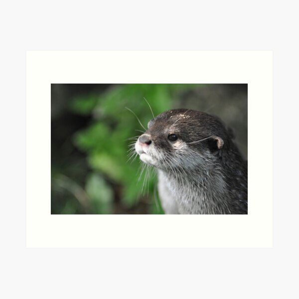 Oriental Small Clawed Otter - Shepreth Wildlife Park 2010 Art Print