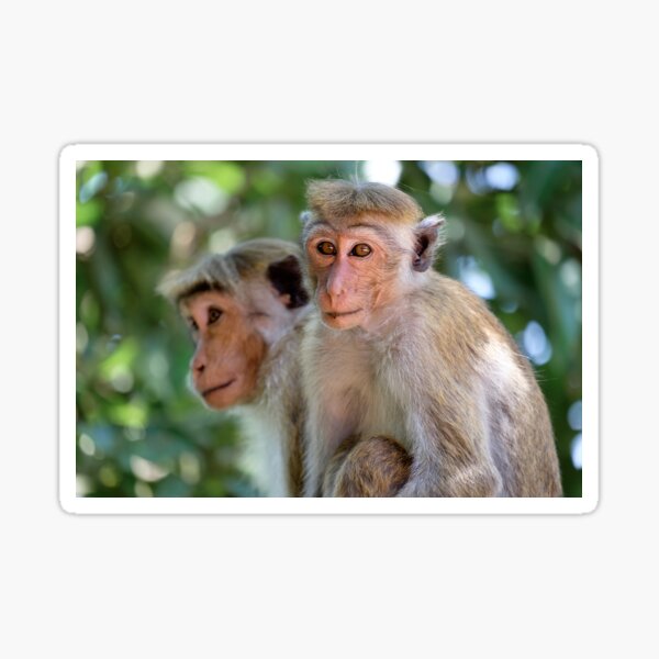 Singes srilankais souriants Sticker