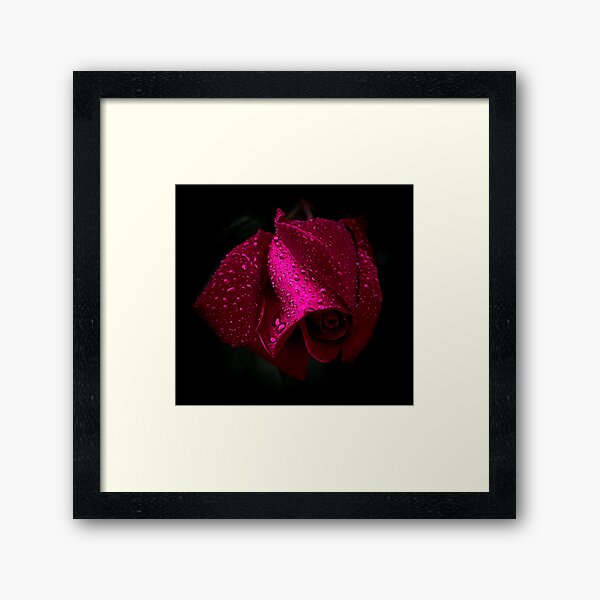 A Rose For Rosemarie Framed Art Print