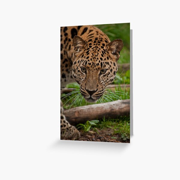 3,297 03 Jaguar Stock Photos, High-Res Pictures, and Images