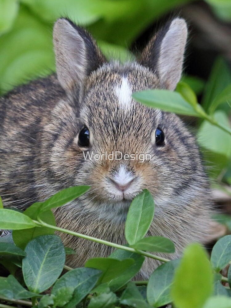 Thumbnail 4 of 4, iPhone Case, Baby Rabbit designed and sold by WorldDesign.