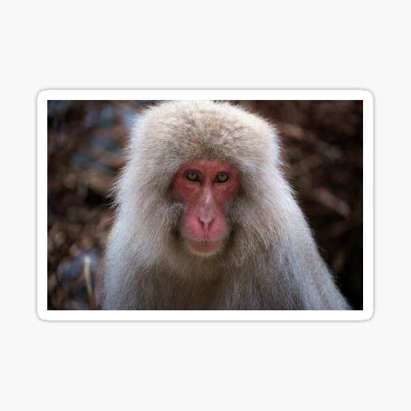 Doux macaque japonais Sticker