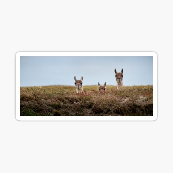 Guanacos curieux Sticker