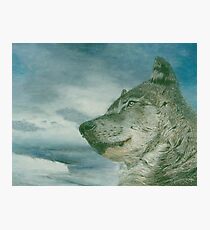 Arctic wolf Photographic Print