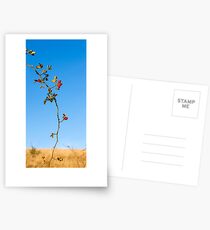 Brier Branch Postcards