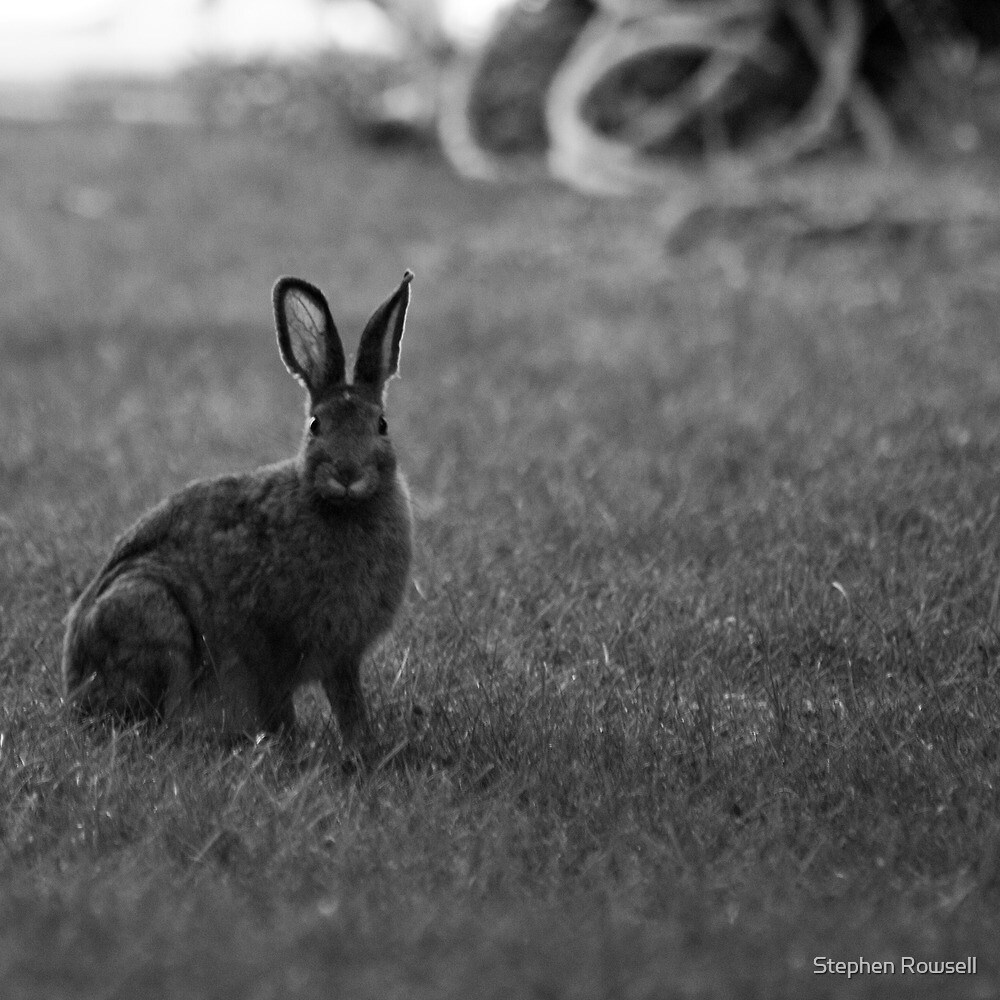 ""Hunting" Rabbits" by Stephen Rowsell Redbubble