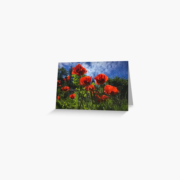 Sunlit Poppies Greeting Card