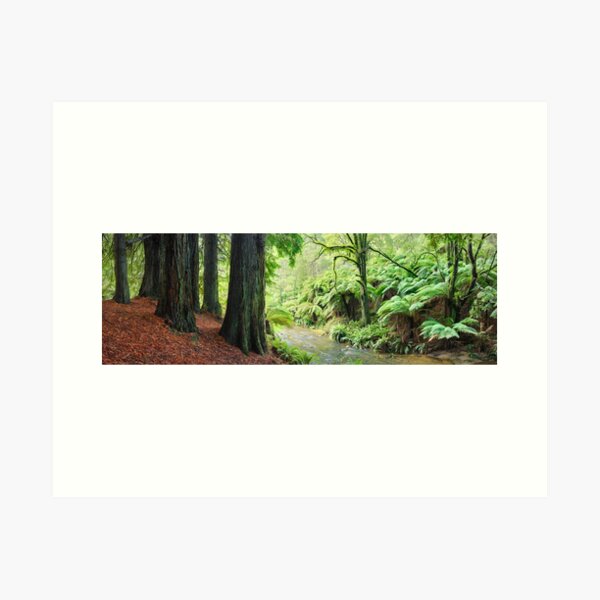 Item preview, Redwoods by the Aire River, Otways, Great Ocean Road, Victoria, Australia designed and sold by Michael Boniwell.
