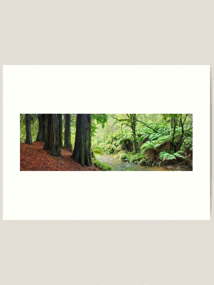 Thumbnail 1 of 3, Art Print, Redwoods by the Aire River, Otways, Great Ocean Road, Victoria, Australia designed and sold by Chockstone.