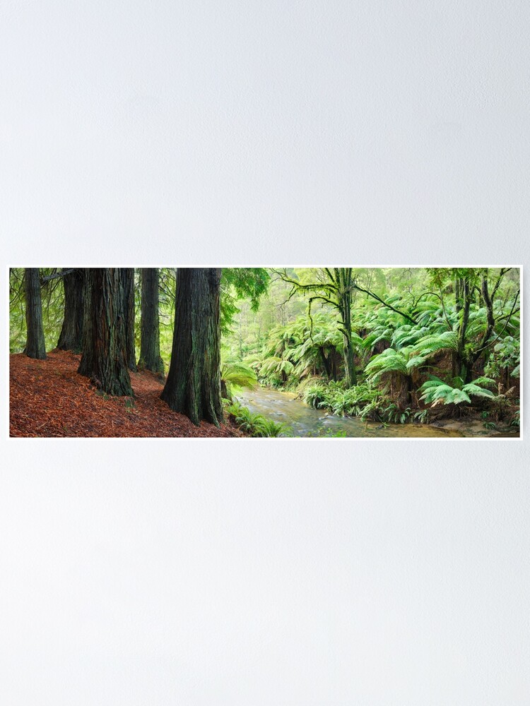 Thumbnail 1 of 3, Poster, Redwoods by the Aire River, Otways, Great Ocean Road, Victoria, Australia designed and sold by Chockstone.