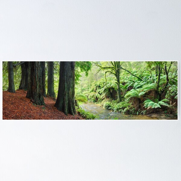 Item preview, Redwoods by the Aire River, Otways, Great Ocean Road, Victoria, Australia designed and sold by Michael Boniwell.