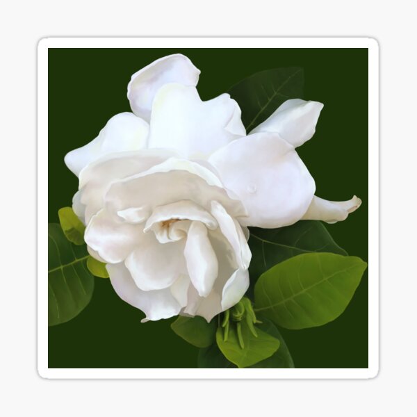 RAINDROP ON WHITE GARDENIA Sticker