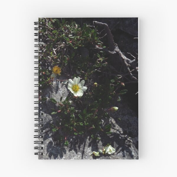 Item preview, Eightpetal Mountain-Avens - The Burren, Ireland designed and sold by wiggyofipswich.