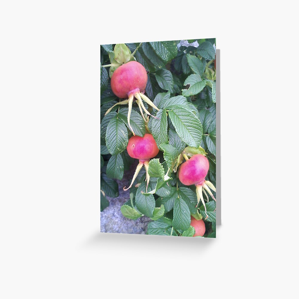 Beach Plums on Peaks Island, Maine Greeting Card