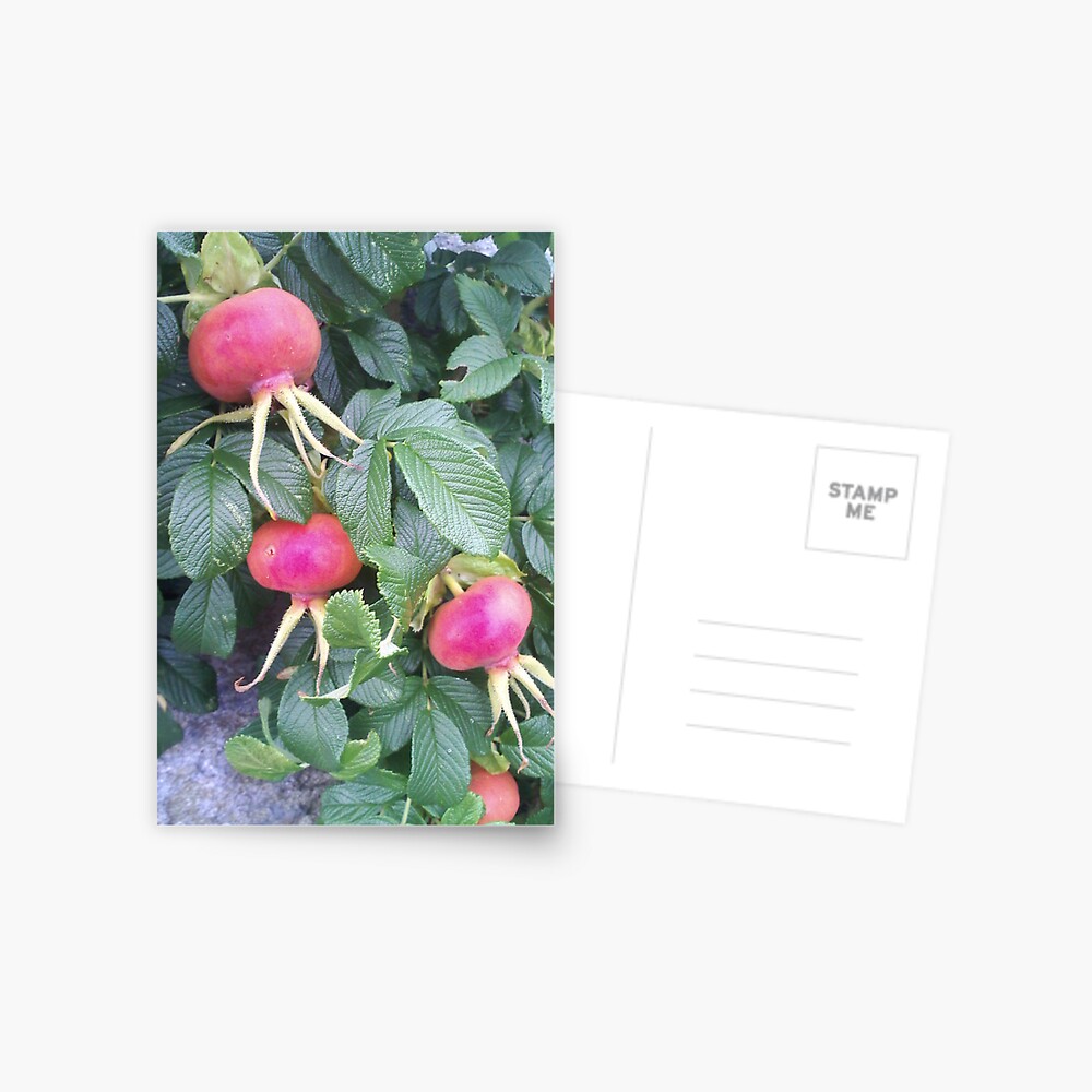 Beach Plums on Peaks Island, Maine Postcard