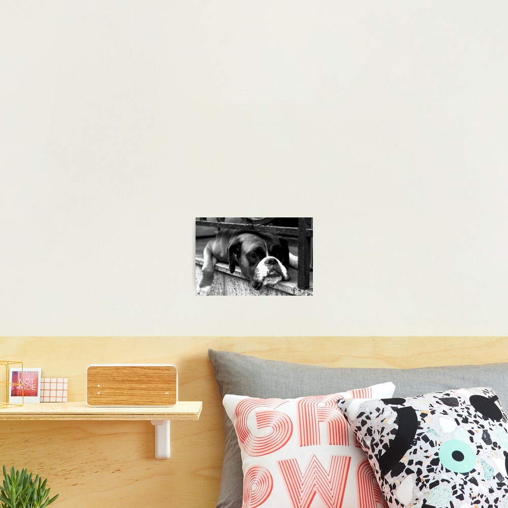 Boxer Dog On Windowsill Photographic Print
