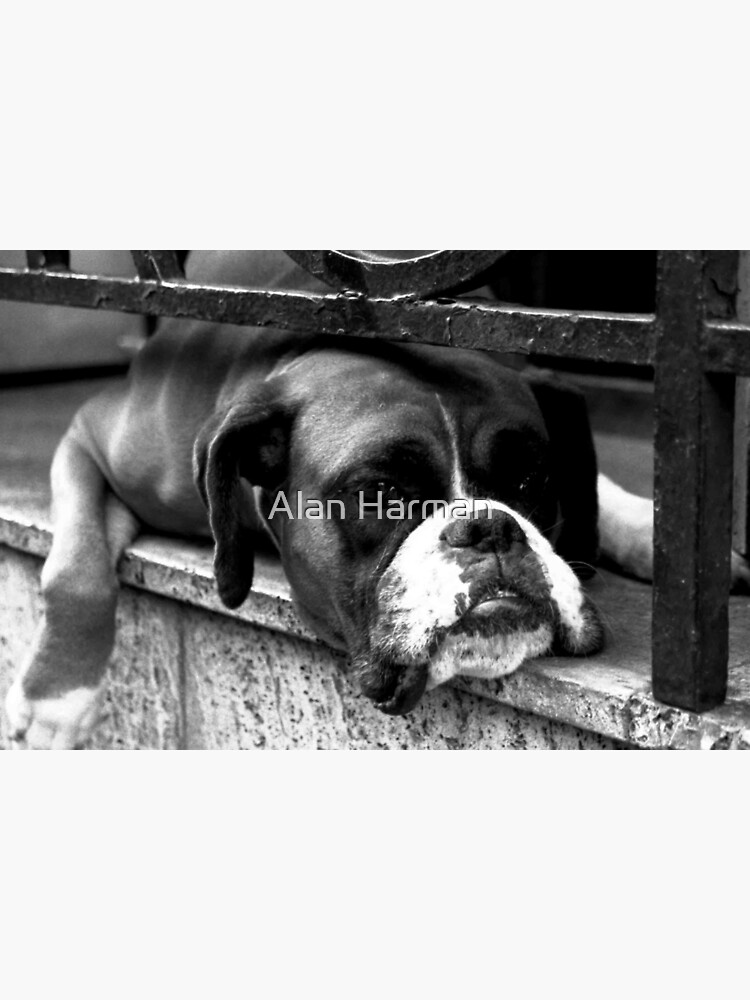 Boxer Dog On Windowsill by AlanHarman