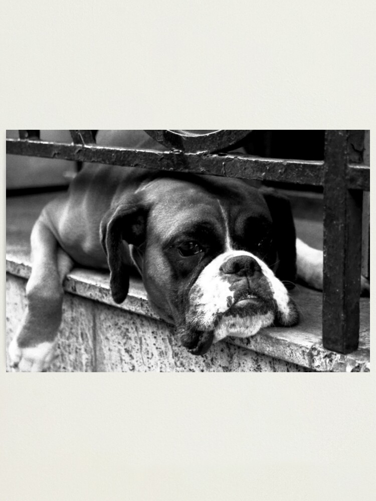 Alternate view of Boxer Dog On Windowsill Photographic Print