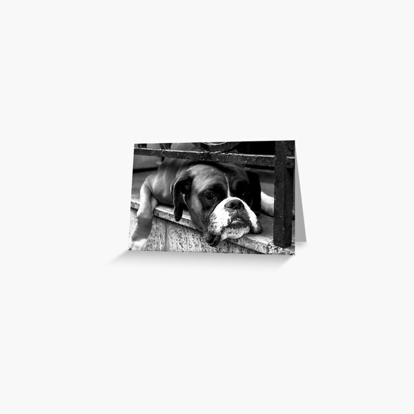 Boxer Dog On Windowsill Greeting Card