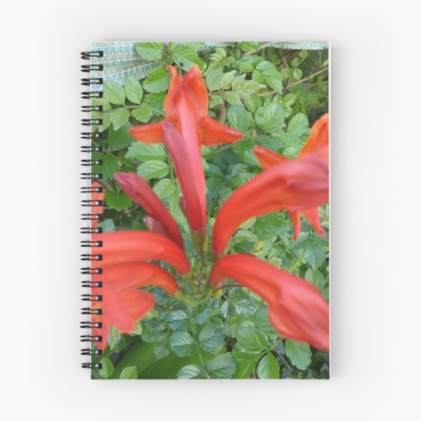 Item preview, Tecoma Capensis Flowers, Climbing Plant our new garden. Tea Tree Gully. designed and sold by RitaBlom.