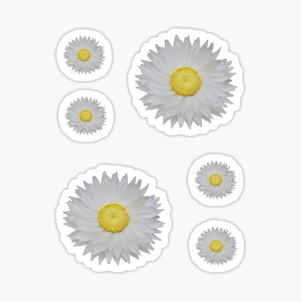 White Daisy Dimensional Stickers by Recollections™