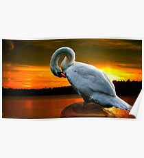 Sleeping swan Poster