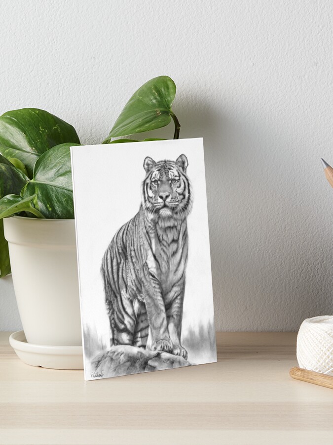 Tiger Sitting, Black and White, Vector Stock Vector - Illustration of  bengal, nature: 62376818