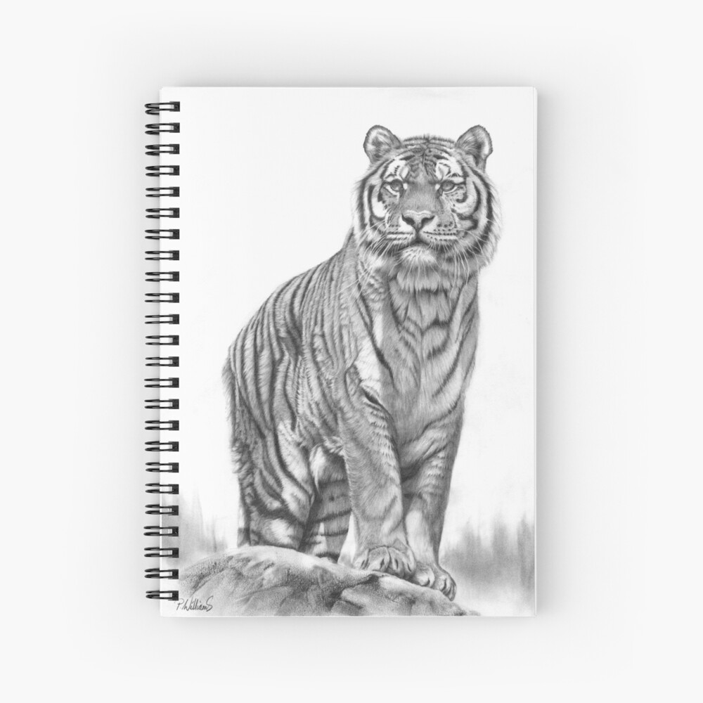 Tiger pencil drawing by AtomiccircuS on DeviantArt