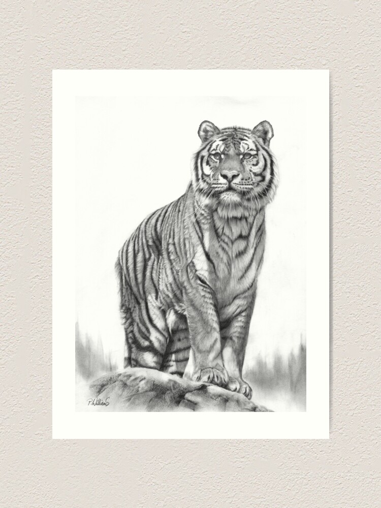 Tiger sketch Drawing by Keetz Vish - Pixels