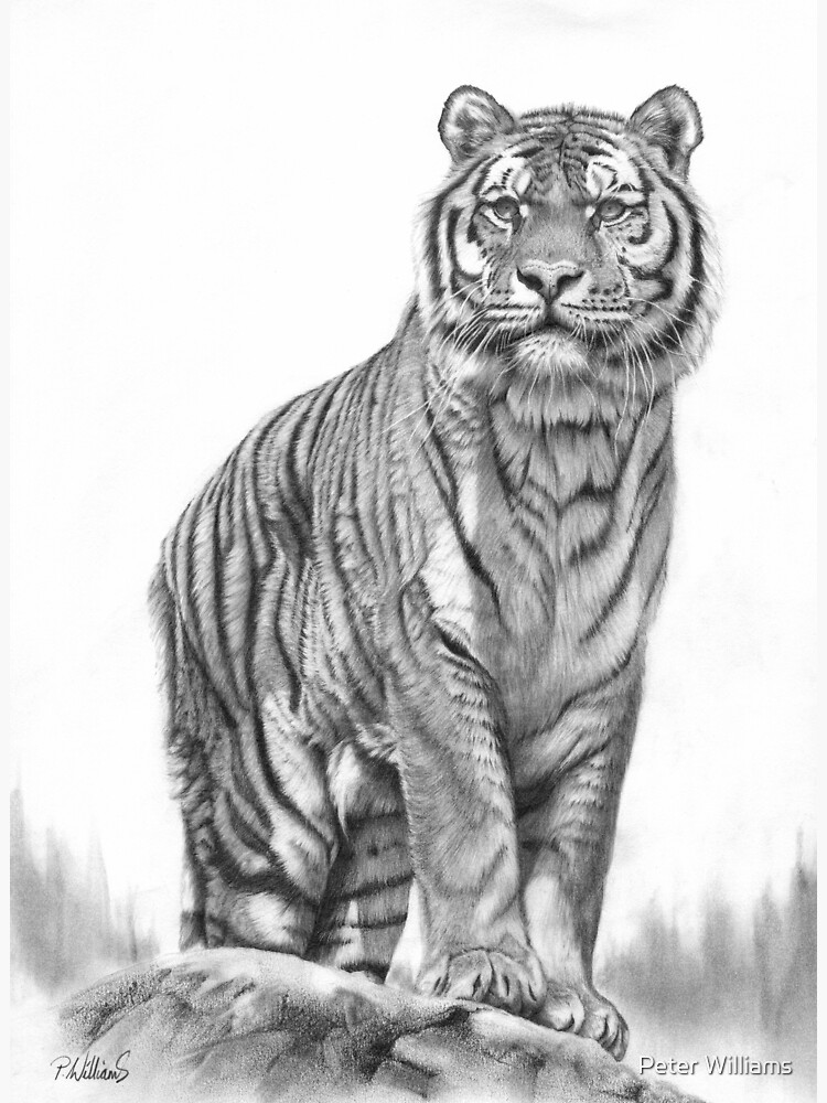 Tiger face drawing animal Royalty Free Vector Image