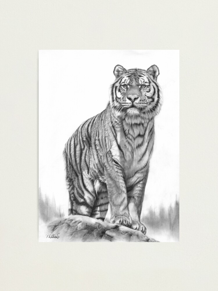 Lámina fotográfica «Apex - dibujo a lápiz de tigre siberiano» de  Mightyfineart | Redbubble